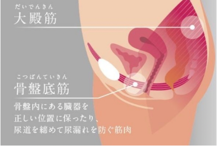 骨盤底筋ケアのイメージ
