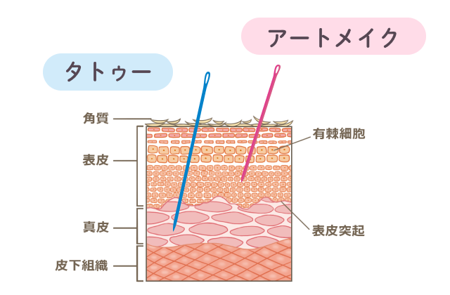 表皮と真皮について説明する図